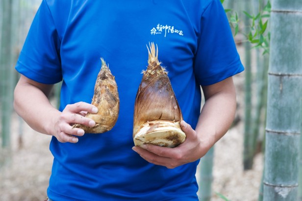 穿著毛衣的孟宗竹003