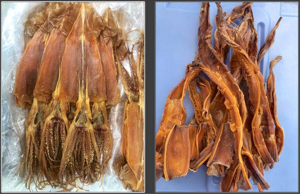 穿著毛衣的孟宗竹004