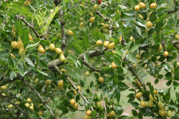 親愛的苗栗國007