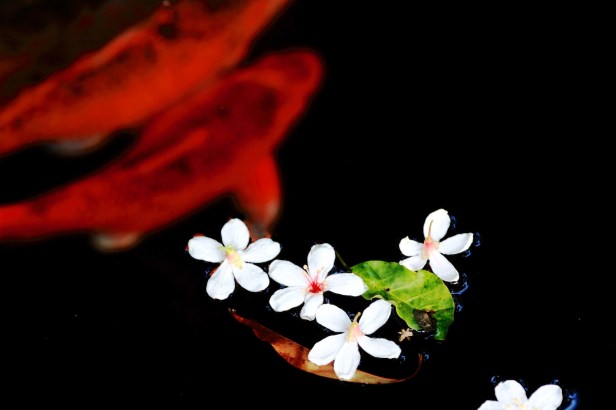 親愛的苗栗國012