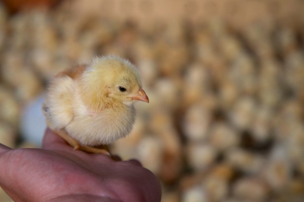 親愛的苗栗國029