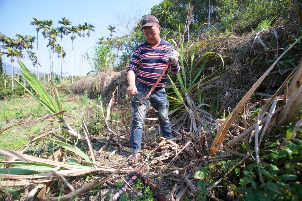 黑糖製作流程001