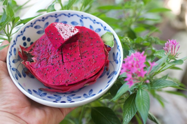 01王明郎的火龍果，果皮只有薄薄一層。