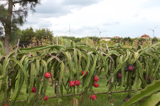03王明郎果園後方就是後龍海濱風車，火龍果吹著海風、聽著浪聲長大。