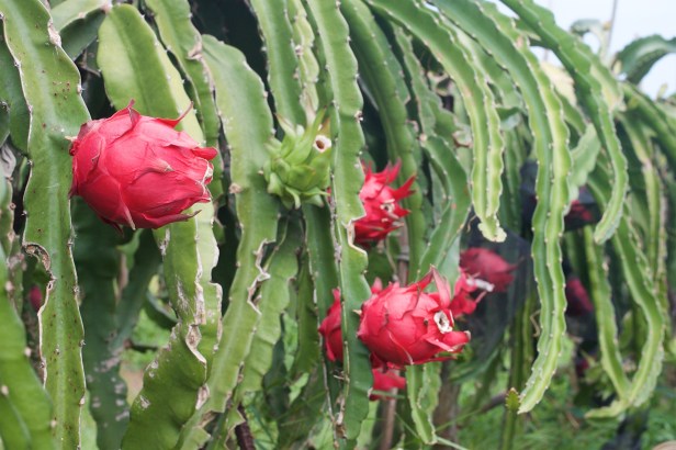 04王明郎火龍果植株在海風吹襲下，顯得滄桑，但果皮之下，充滿清甜。