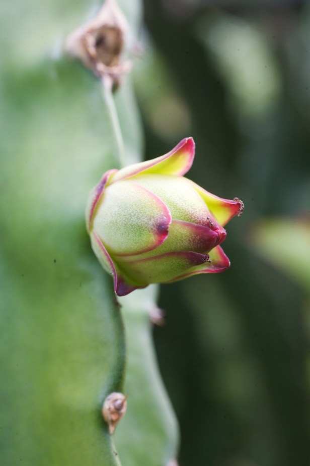 06剛剛冒出來的小火龍果，模樣相當可愛。