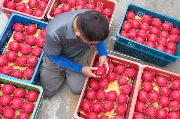 07王明郎火龍果相當受歡迎，產季落在每年7月到12月。
