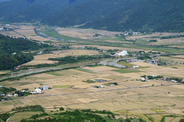 稻米收割之後001