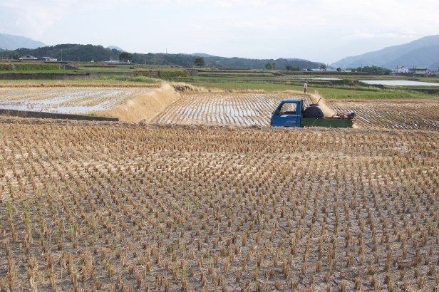 稻米收割之後002