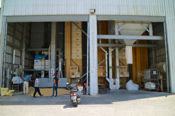 稻米收割之後003