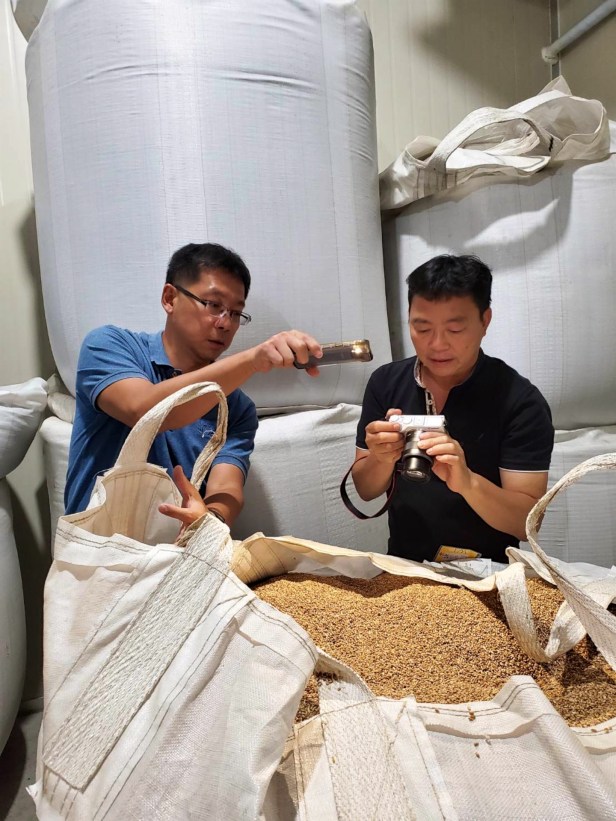 稻米收割之後004