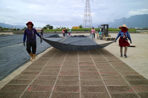 稻米收割之後008