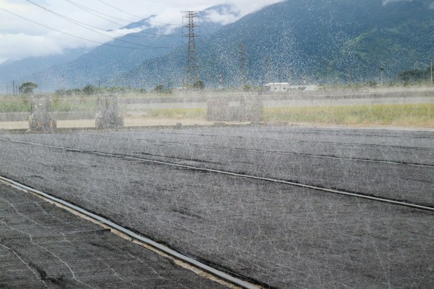 稻米收割之後010