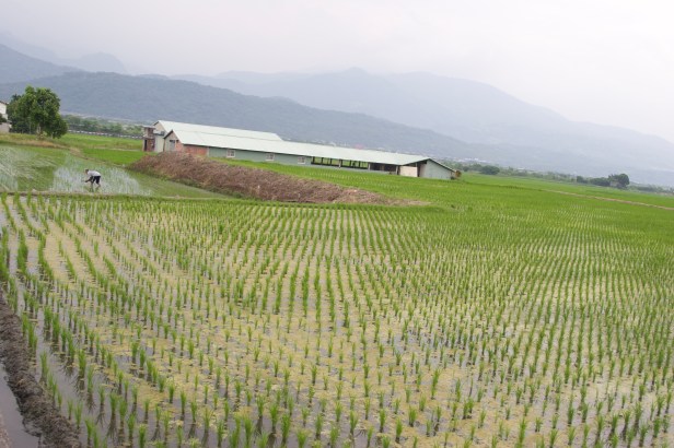 稻米收割之後011